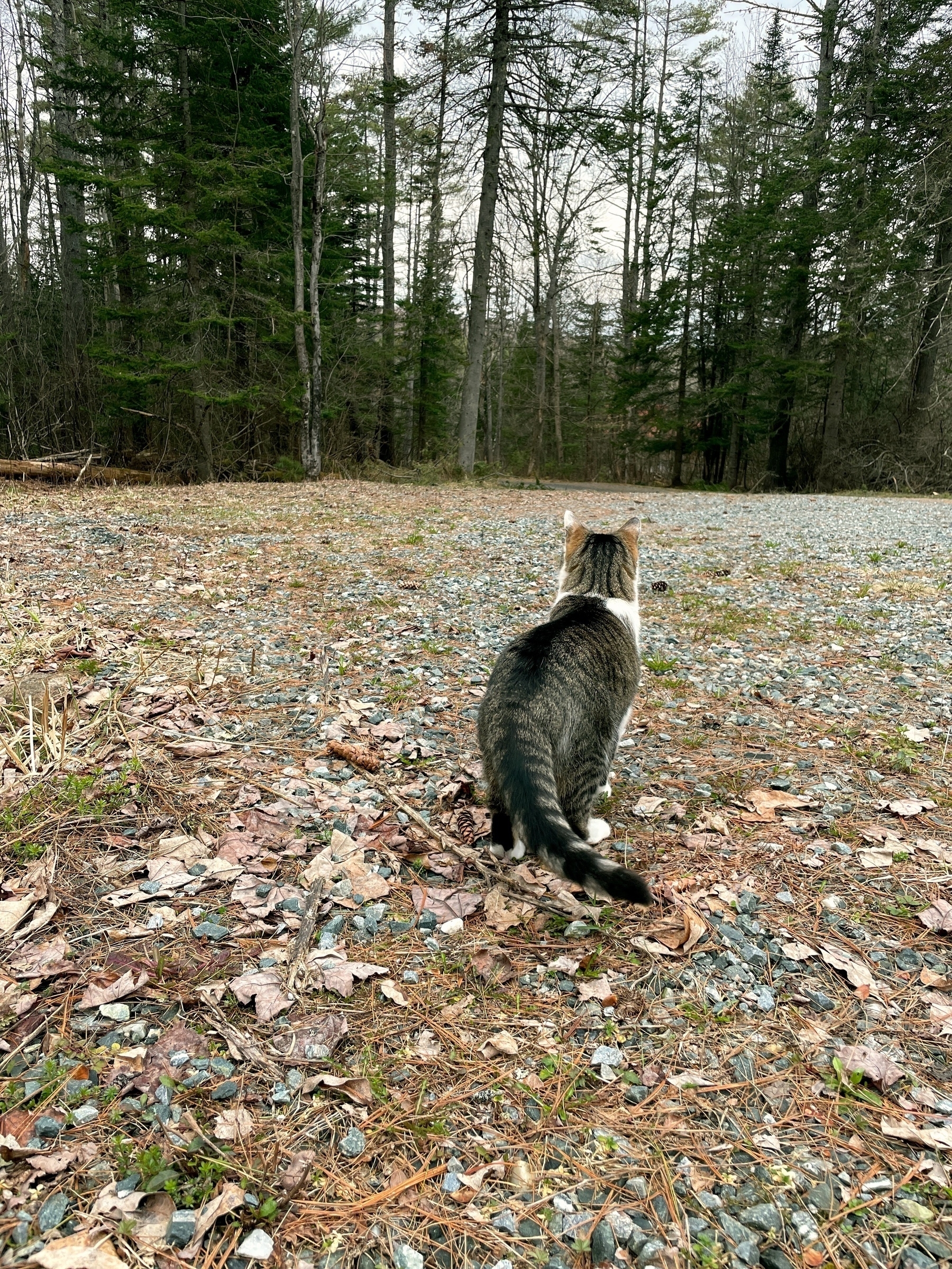 a tabby and white cat looking away from the camera towards the woods