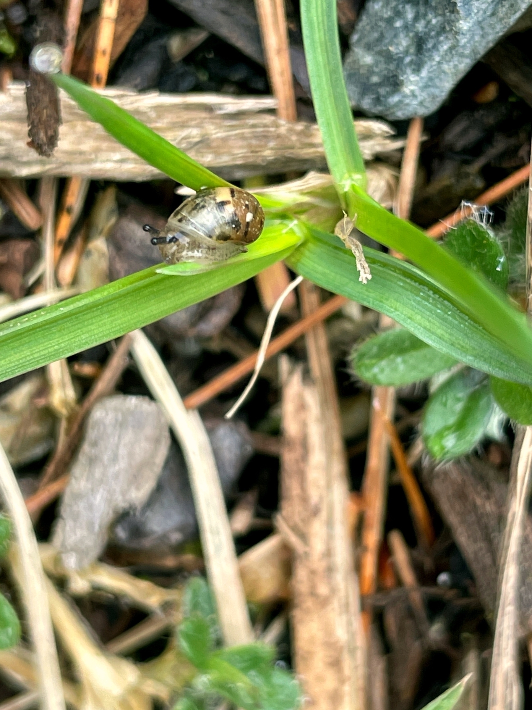 Tiny snail on a blade of grass