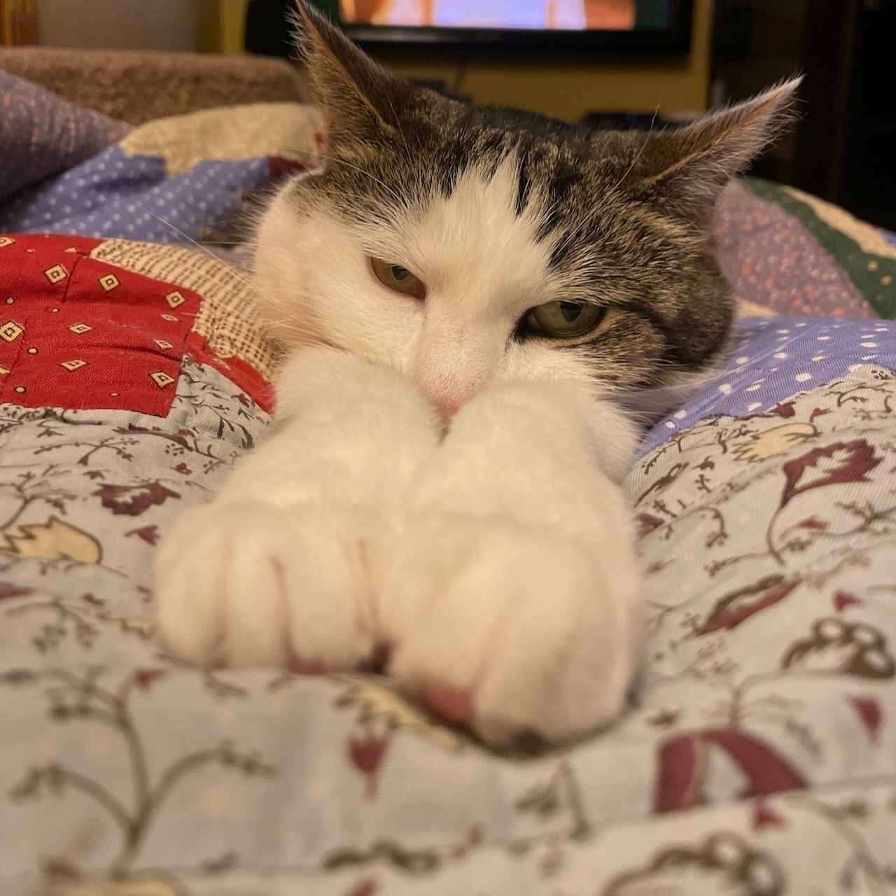 tabby and white cat facing the camera with face resting on outstretched front legs
