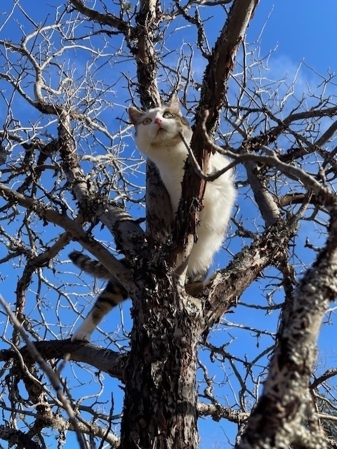 white and tabby cat in a leafless tree against a blue sky