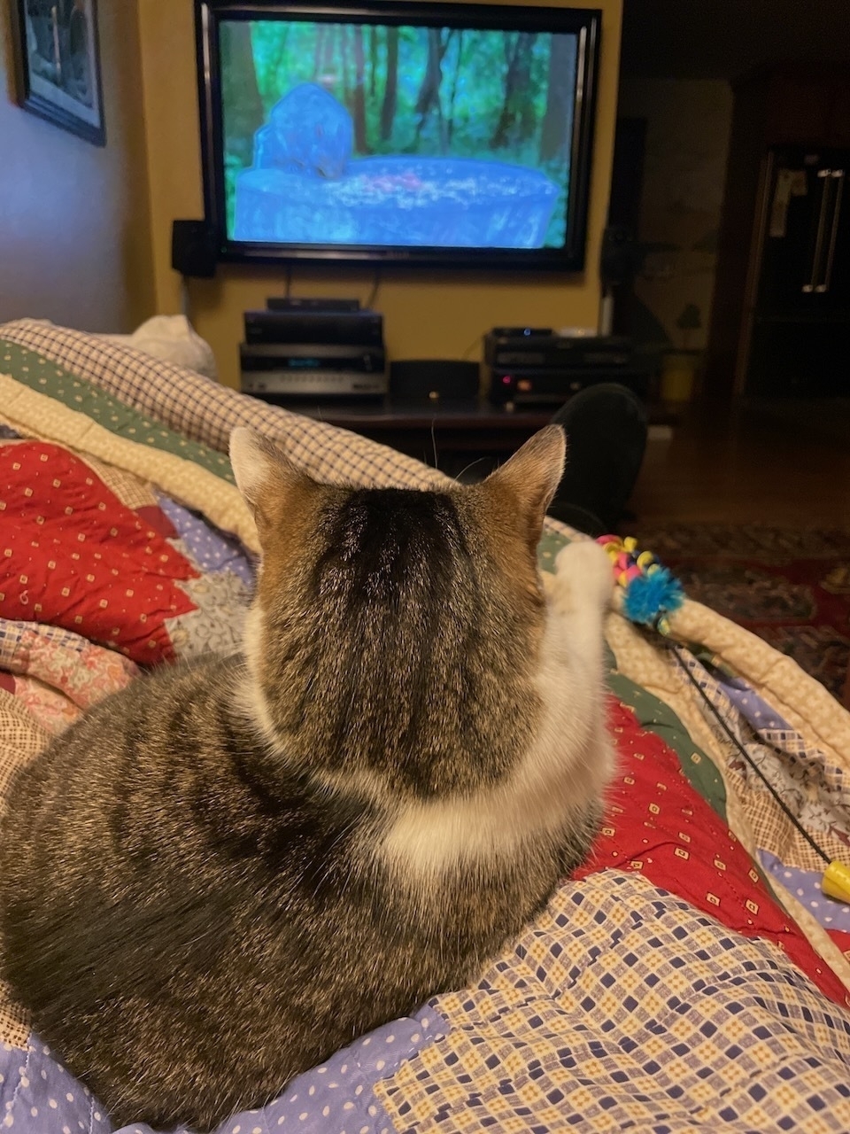 a cat sitting on a patchwork quilt (which is draped over a pair of human legs). cat is facing away from the camera, holding a toy under its right front paw, watching squirrels on a nearby TV