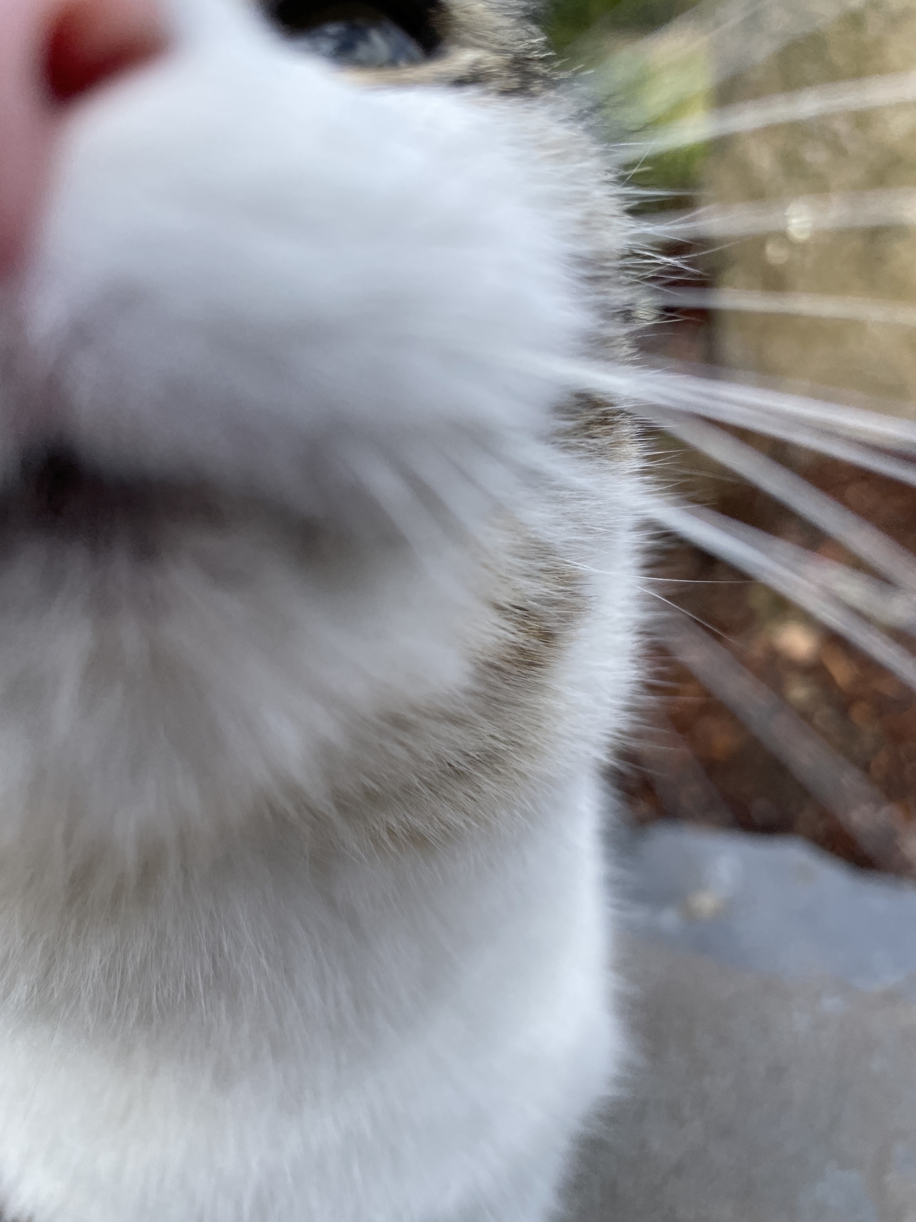 A close-up shot of a cat's nose and whiskers, with part of its face visible.