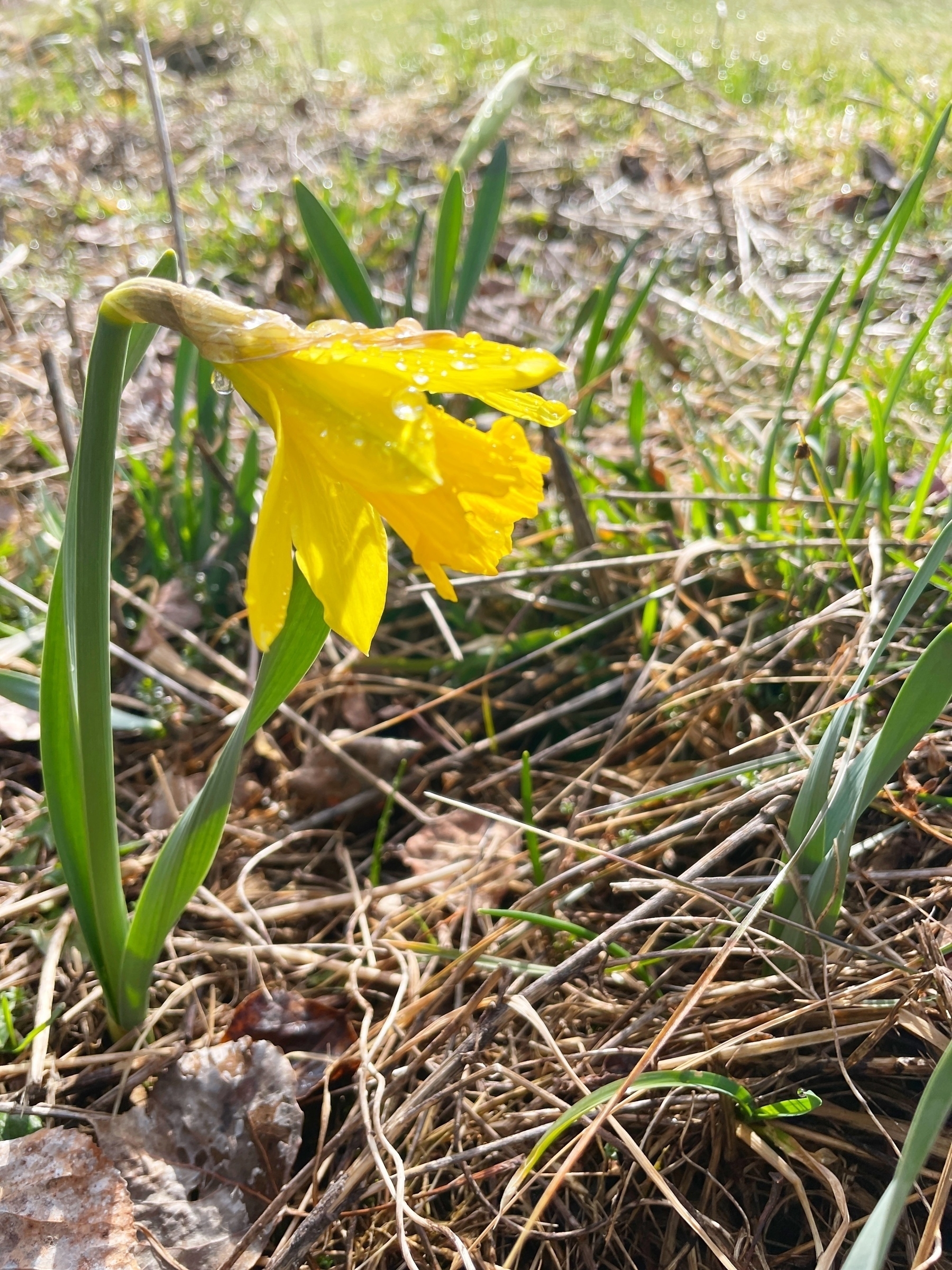 A yellow daffodil is blooming amidst green grass and dry leaves on the ground.