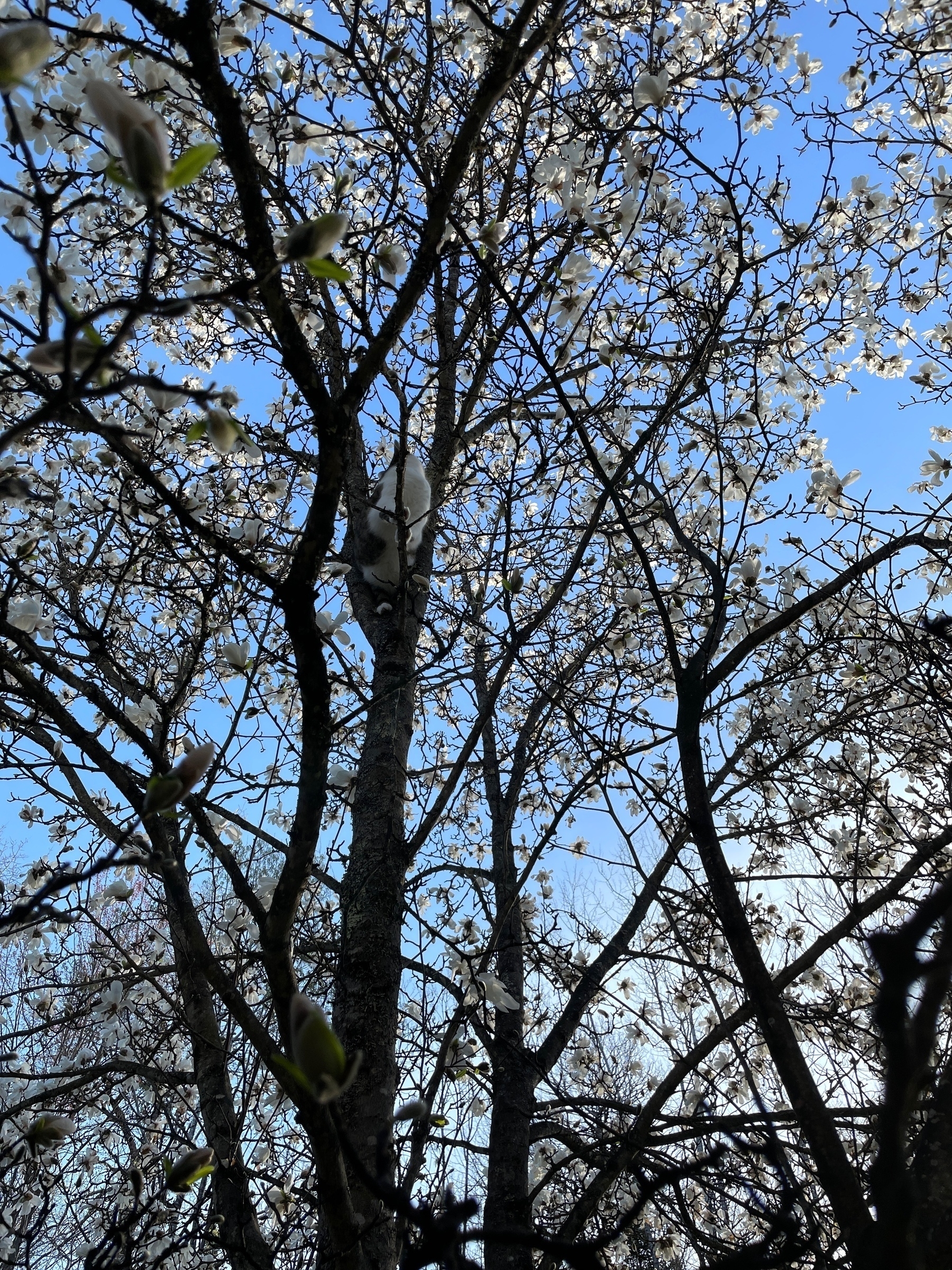 A view from beneath a blossoming magnolia tree against a clear blue sky. If you look closely, there’s a cat in the tree