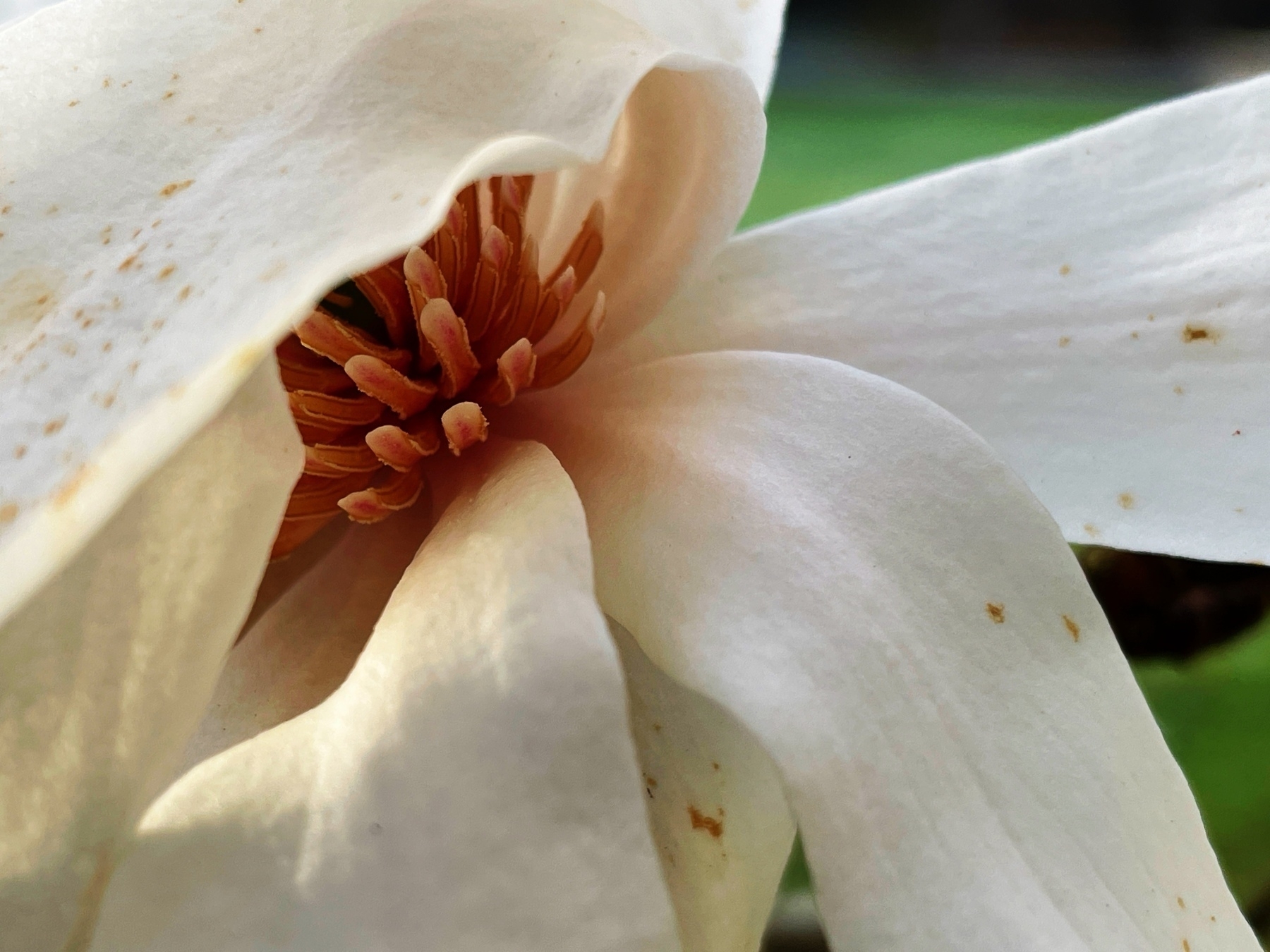 Extreme close-up of a magnolia blossom 