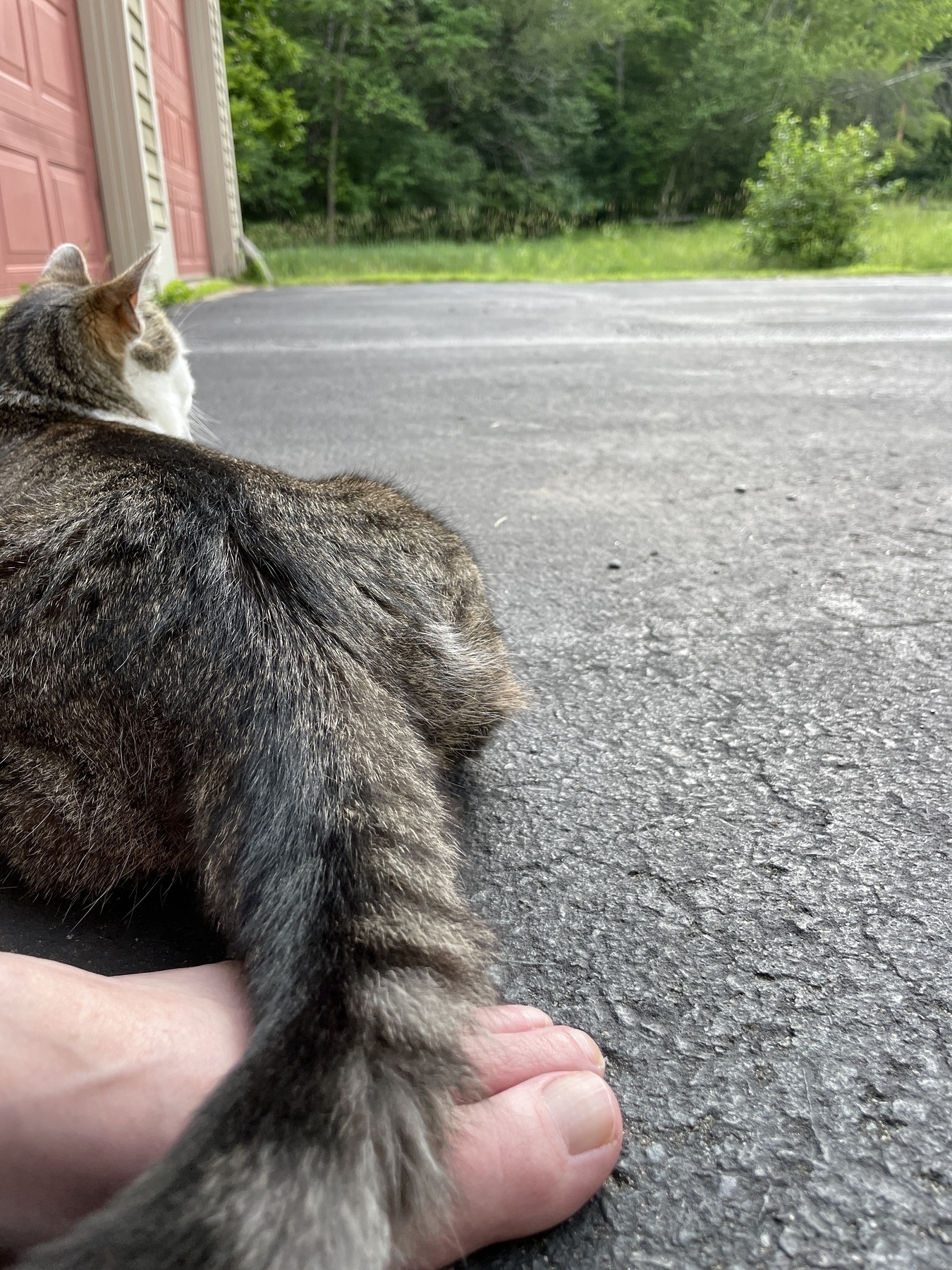 A cat is lying on a paved driveway near a person's bare foot with greenery in the background.