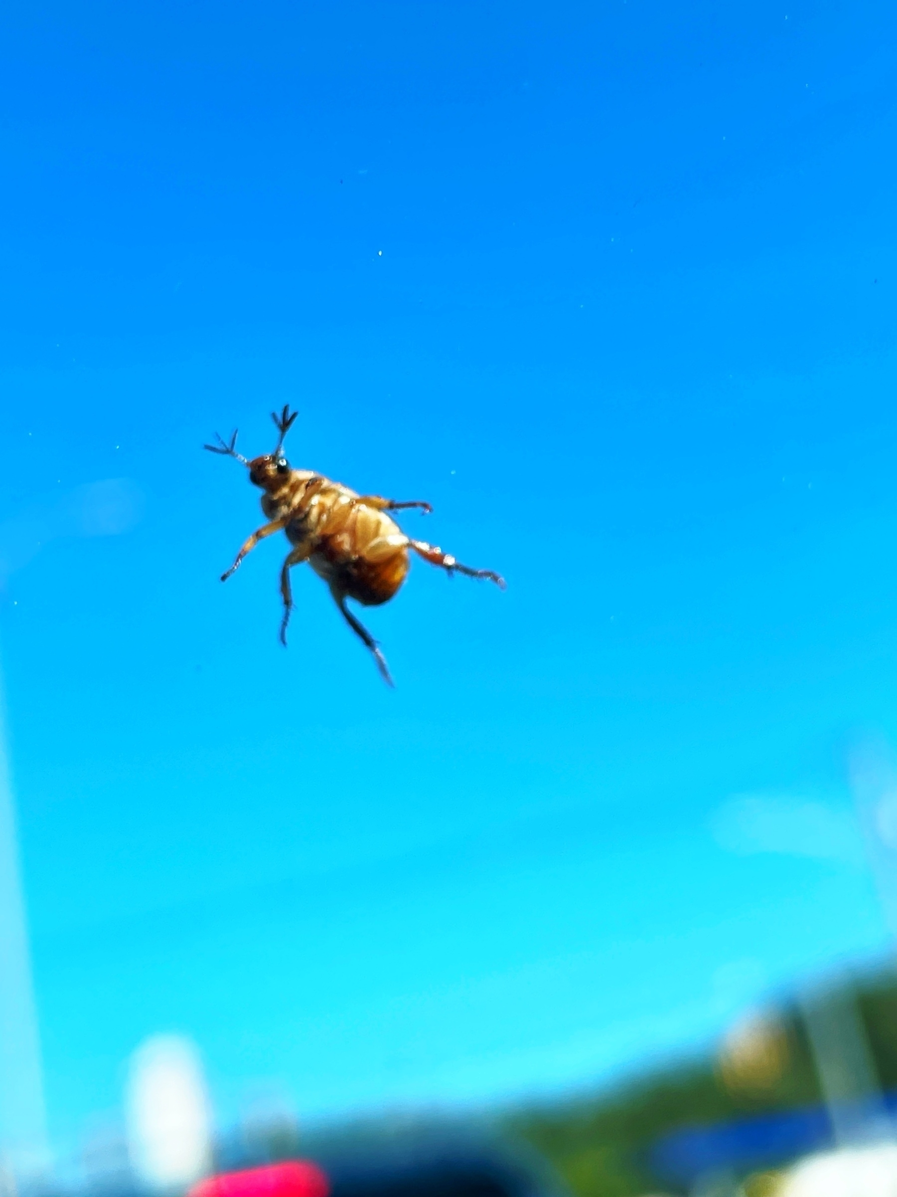 A beetle on the outside of a windshield looking into the car