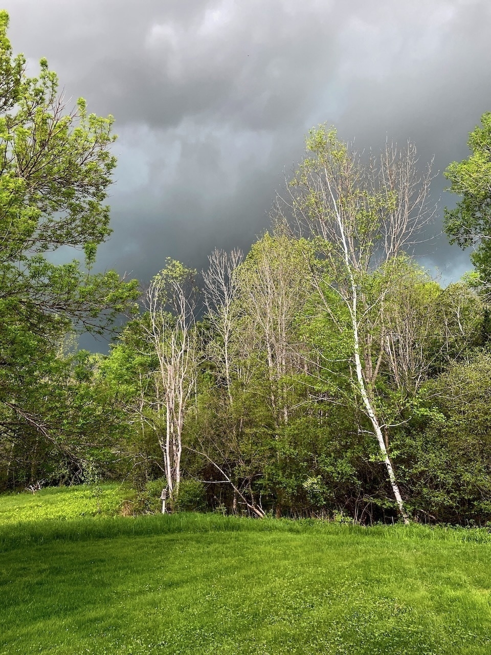 menacing clouds behind the aspen and birch trees in our backyard