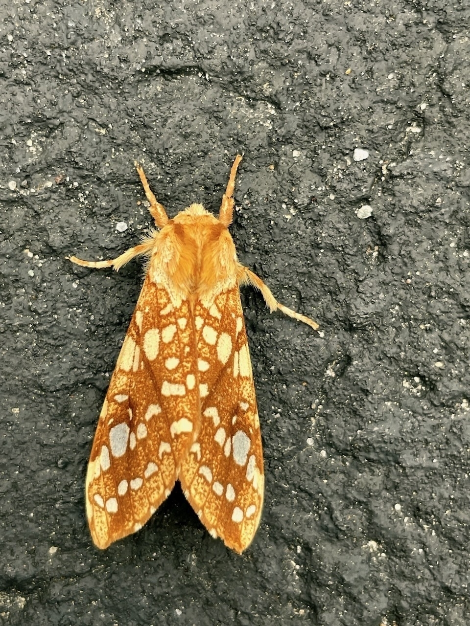 An orange and brown moth with white markings rests on a textured dark surface.
