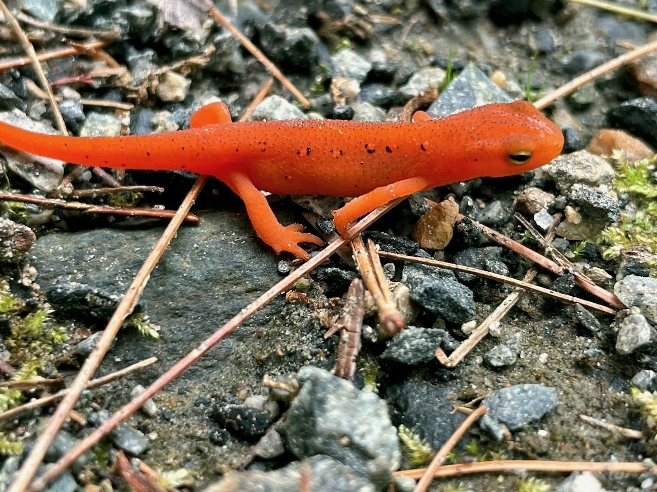 a red eft crawling over gravel and dry pine needles