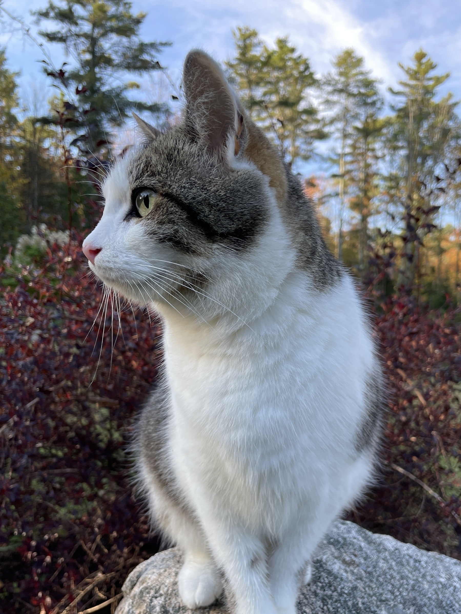 A cat with gray and white fur is sitting on a rock surrounded by foliage and trees.